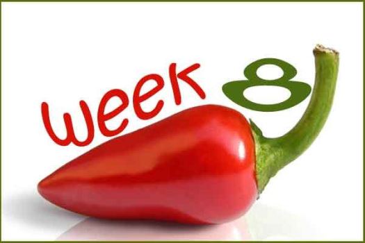 Week 8